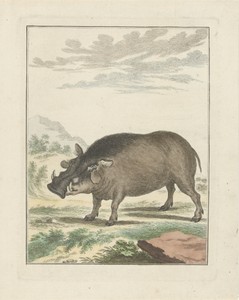 Afrikaans Boszwijn