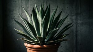 Agave Dramatic Shadow