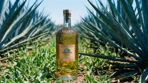 Agave Field Midday