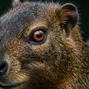 Agouti Eye Macro