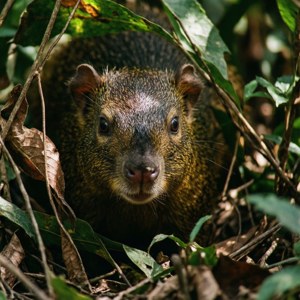 Agouti in Hiding