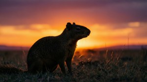Agouti Silhouette