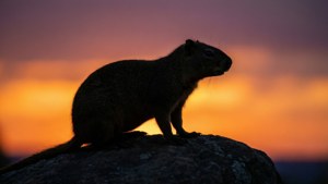Agouti Sunset Silhouette