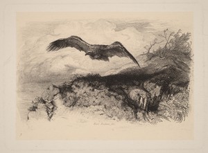 Aigle au vol