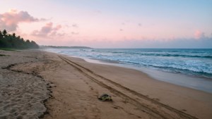 Alagadi Turtle Beach Dawn