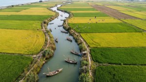 Albufera Rice Fields