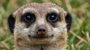 Alert Gaze
