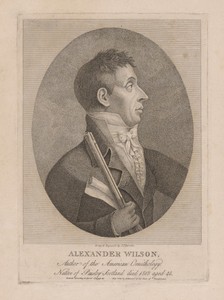 Alexander Wilson