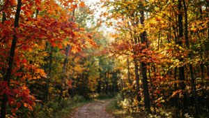 Algonquin Autumn Colors