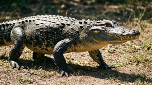 Alligator on Land Walk