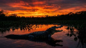 Alligator Sunset Silhouette