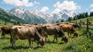 Alpine Cow Pasture