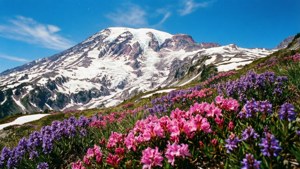 Alpine Flowers Color