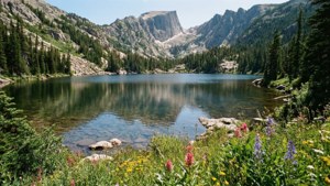 Alpine Lake Wildflowers