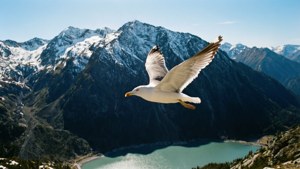 Alpine Seagull Soar