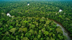 Amazon Canopy