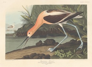 American Avocet
