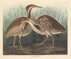 American Bittern