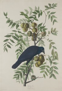 American Crow