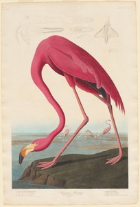 American Flamingo