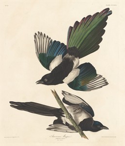 American Magpie