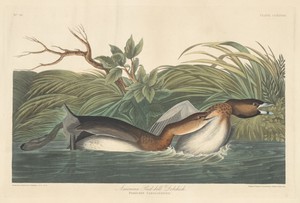 American Pied-Bill Dobchick