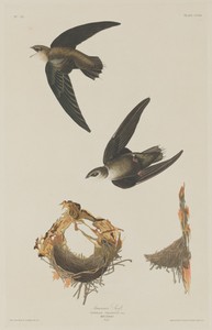 American Swift