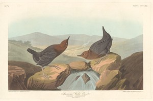 American Water Ouzel