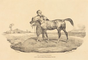 An Arabian Horse