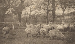 An Autumn Pastoral