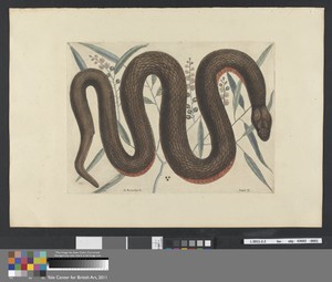 An Reinoides &c., Anguis &c. (The Copper-Belly Snake), Plate 46 from the 'Natural History of Carolina, Florida and the Bahama Islands', volume I, 2nd edition, London, 1754