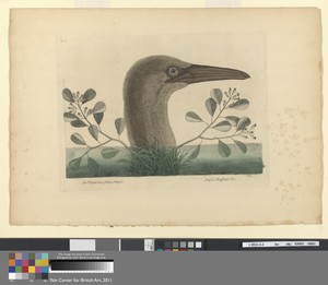 An Thymelaea foliis obtusis; Anseri Bassano &c: The Great Booby, Plate 86 from the 'Natural History of Carolina, Florida and the Bahama Islands', volume I, 2nd edition, London 1754