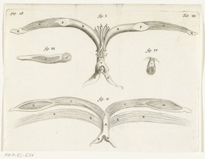 Anatomical Illustration of the female genitalia