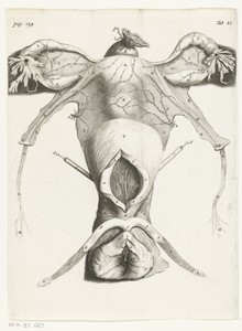 Anatomical Illustration of the female genitalia
