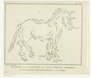 Anatomie van paard met mogelijke gebreken in lichaamsbouw
