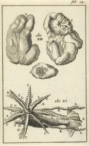 Anatomische afbeelding I