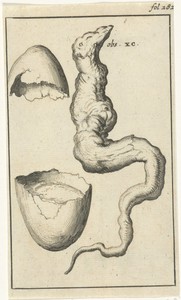 Anatomische afbeelding IX