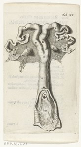 Anatomische afbeelding van de baarmoederhals, de baarmoeder, de eileiders en de eierstokken