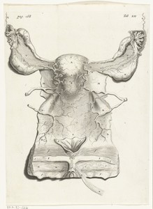 Anatomische afbeelding van de binnenkant van de uterus