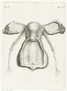Anatomische afbeelding van de binnenkant van de uterus, de eileider en eierstokken
