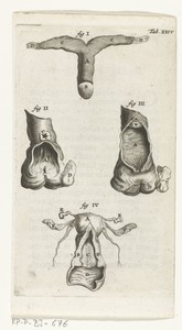 Anatomische afbeelding van de clitoris, de vagina en de uterus