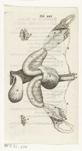 Anatomische afbeelding van de eierstokken en eileiders