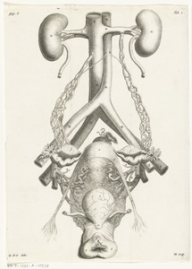 Anatomische afbeelding van de vrouwelijke geslachtsorganen en de nieren