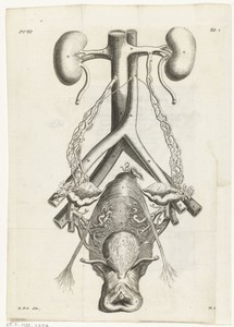 Anatomische afbeelding van de vrouwelijke geslachtsorganen en de nieren