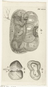 Anatomische afbeelding van een konijnenfoetus in de baarmoeder en van de placenta