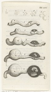 Anatomische afbeelding van groeistadia van het embryo in de baarmoeder