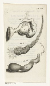 Anatomische afbeelding van verschillende vrouwelijke geslachtsdelen