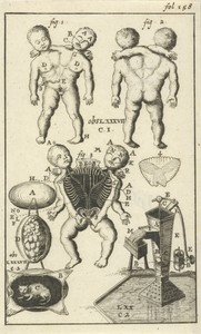 Anatomische afbeelding VI