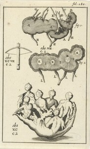 Anatomische afbeelding VII