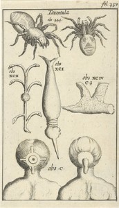 Anatomische afbeelding XII
